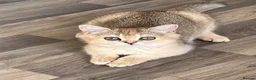 British Shorthair cats for sale: Silver and Golden Shaded British Shorthair - Advert 1