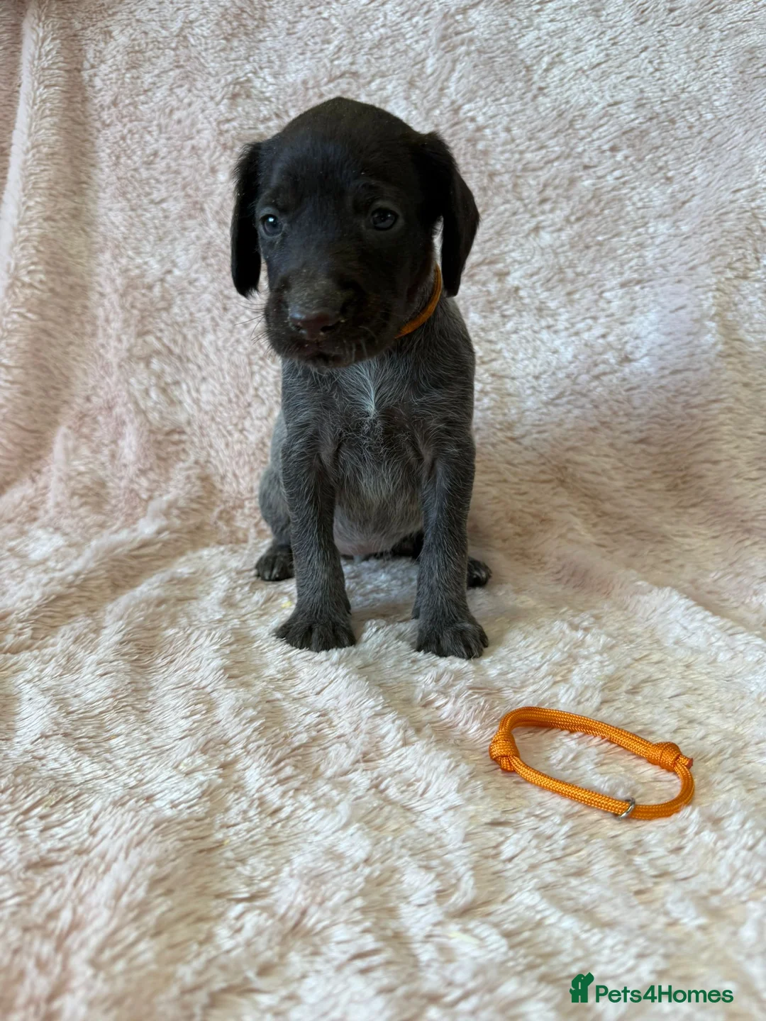 German Wirehaired Pointer dogs for sale: Gorgeous German Wire Haired Pointer Pups - Advert 2