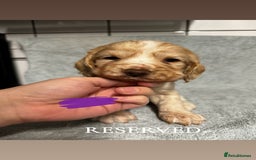 Cocker Spaniel dogs for sale: Cocker Spaniel Puppies - Advert 8