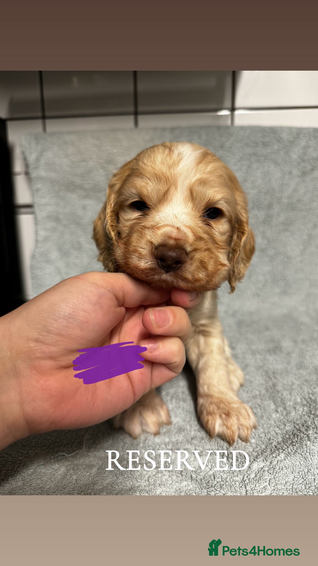 Cocker Spaniel dogs for sale: Cocker Spaniel Puppies - Advert 8