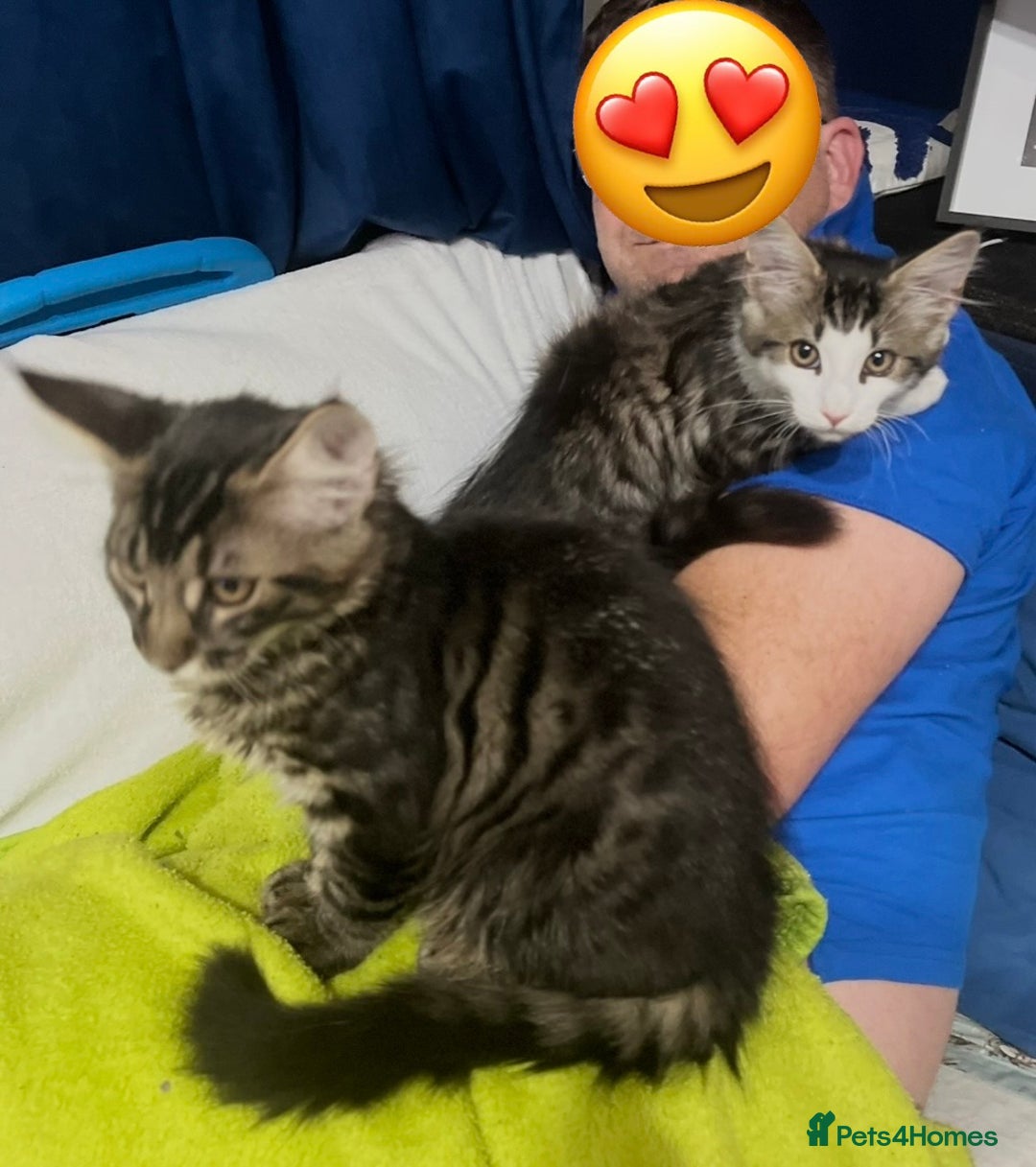 Maine Coon cats for sale: XXL Maine Coon kittens 🔥rare Black Smoke  - Image 40