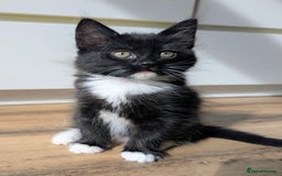 Mixed Breed cats for sale: Adorable kittens for sale - Image 14
