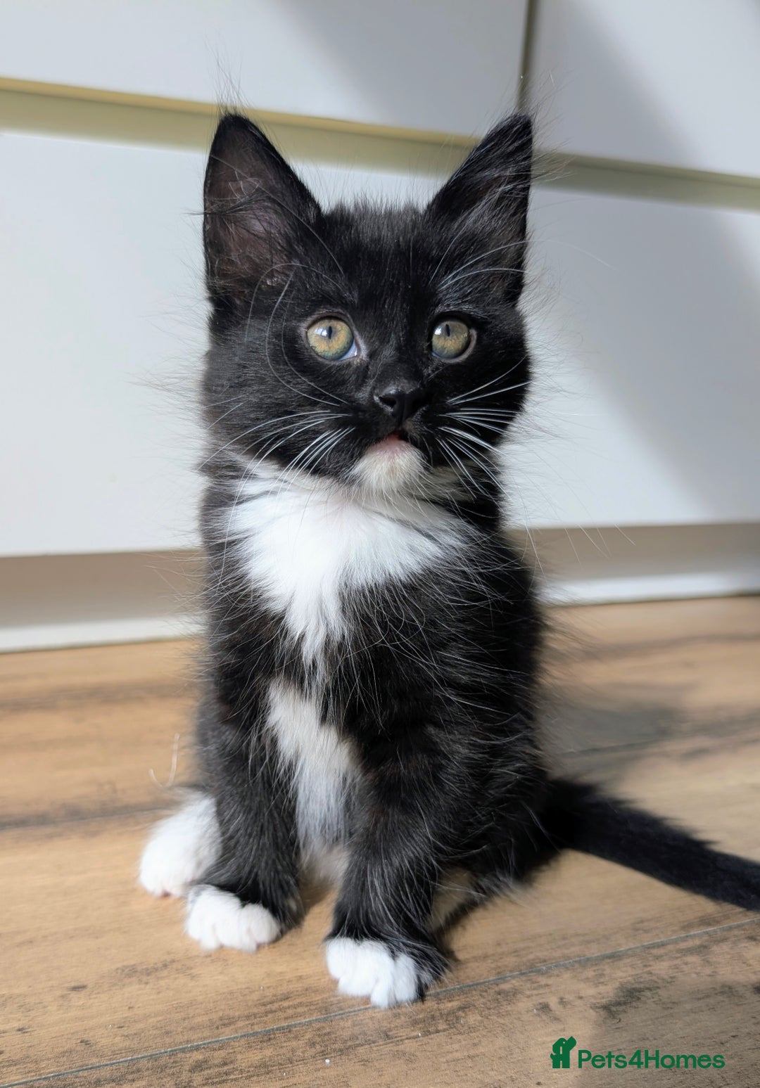Mixed Breed cats for sale: Adorable kittens for sale - Image 14