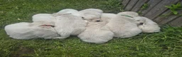 Golden Retriever dogs for sale: Golden Retriever Puppies  - Advert 24