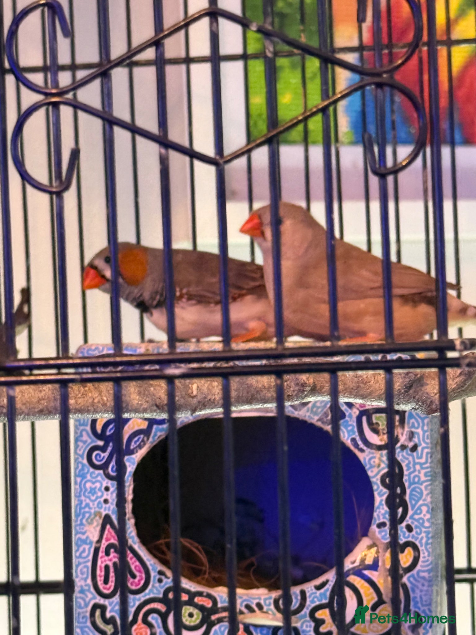 Finches birds Mixed zebra finches  - Advert 12