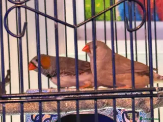 Finches birds Mixed zebra finches - Advert 1