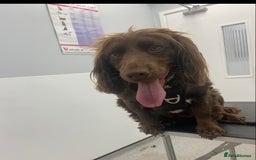 Cocker Spaniel dogs for sale: Lilah female spade cocker spaniel seeking rehoming - Advert 5