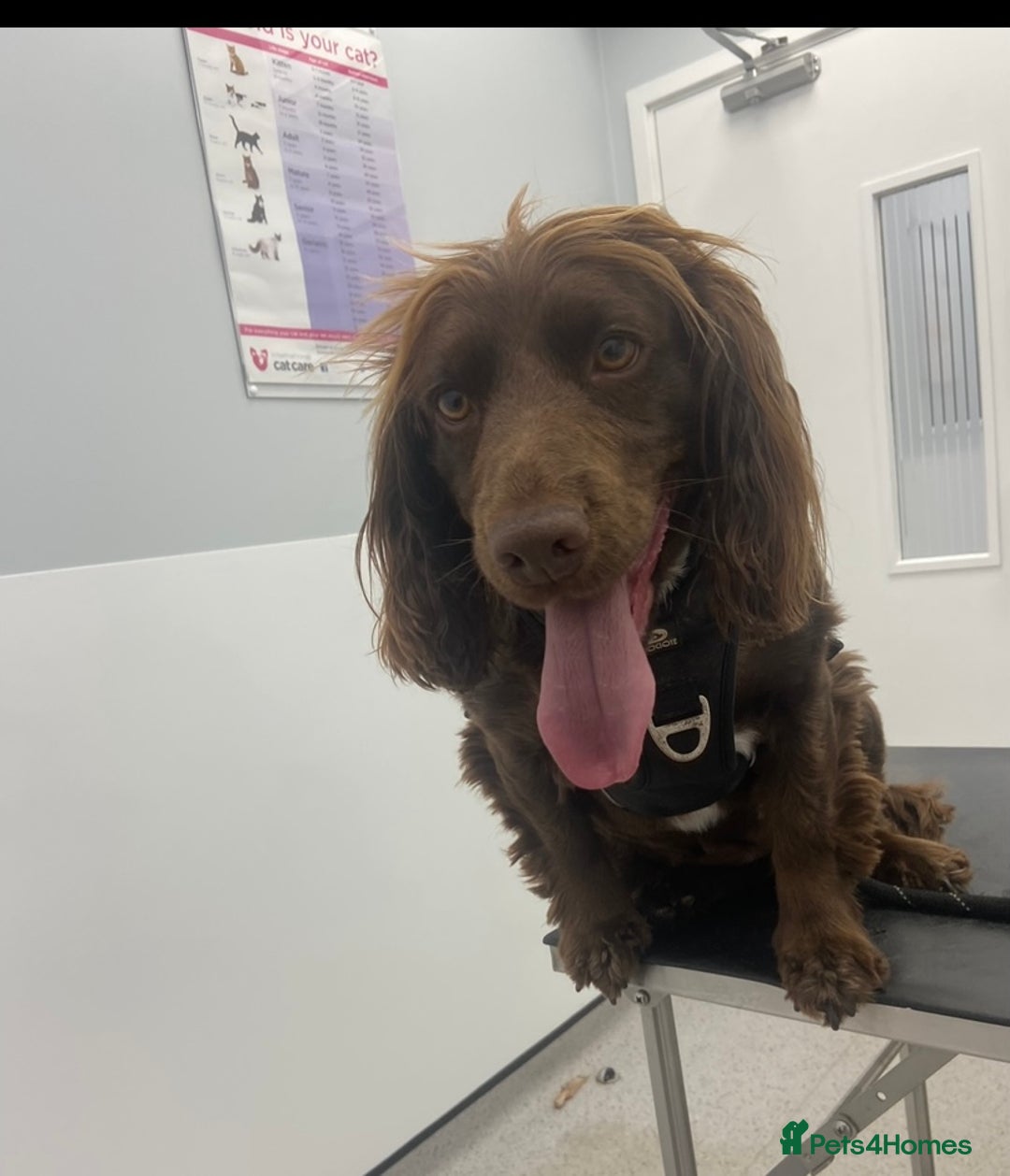 Cocker Spaniel dogs for sale: Lilah female spade cocker spaniel seeking rehoming - Advert 5