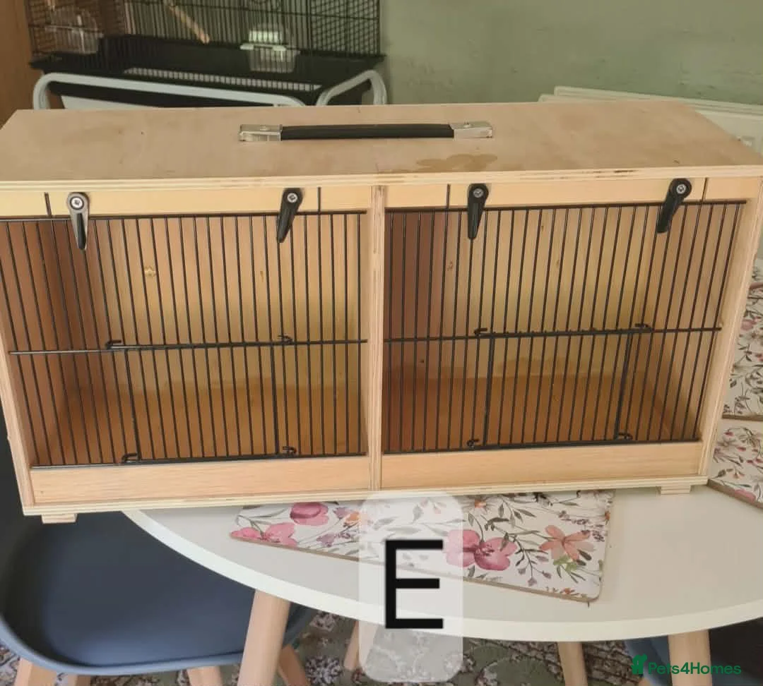 Budgerigars birds for sale: Bird Cages - Advert 9