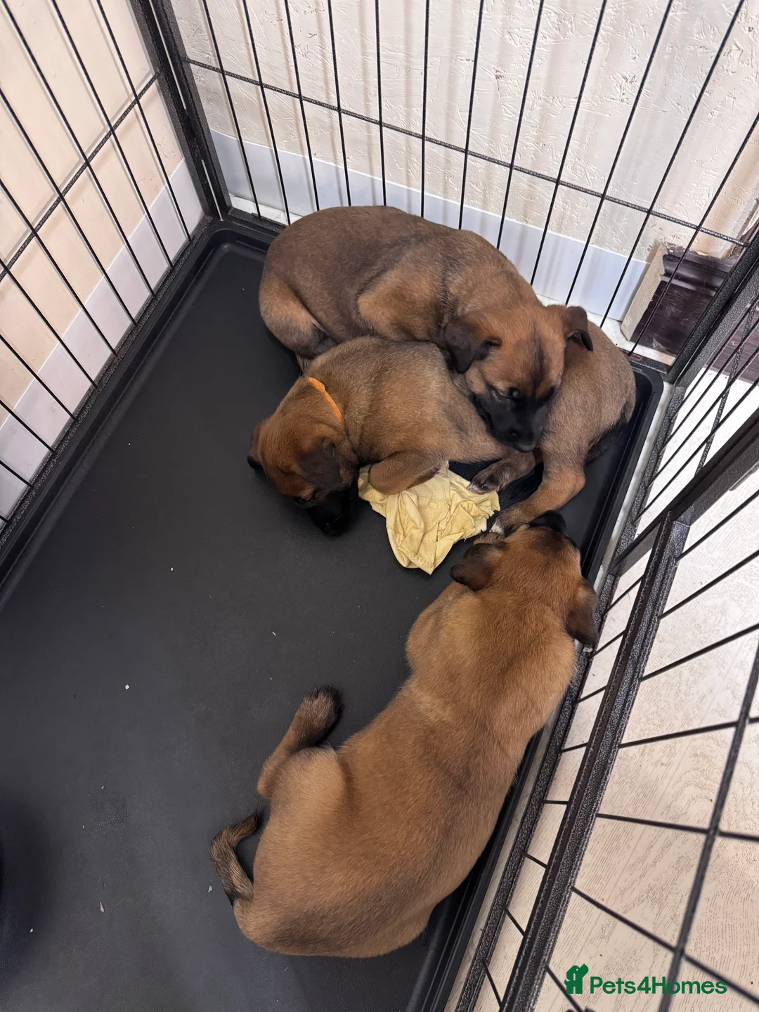 Belgian Shepherd Dog dogs for sale: Belgian Malinois Puppies - Advert 18