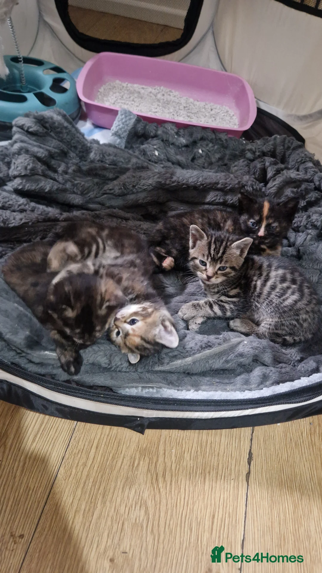 Mixed Breed cats for sale: Beautiful frendly kittens  - Advert 8