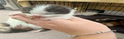 Mixed Breed cats for sale: Maine coon cross kittens  - Advert 14