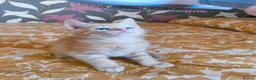 Mixed Breed cats for sale: 4 Well Trained & Healthy Kittens For New Home - Advert 4