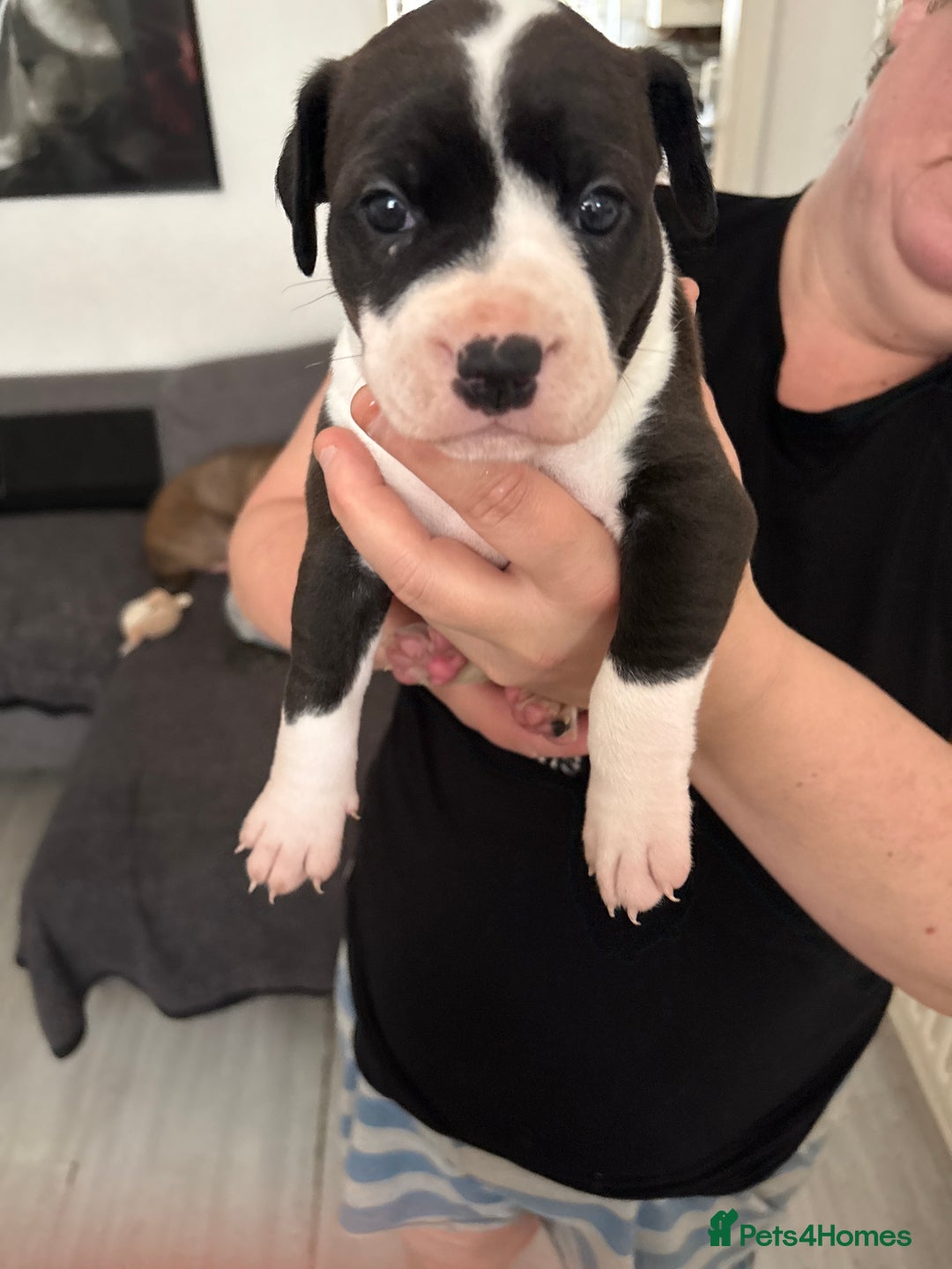 Mixed Breed dogs for sale: Staffie puppy’s  - Advert 15