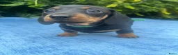 Miniature Dachshund dogs for sale: Gorgeous kaninchen/miniature puppies - Advert 14