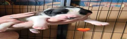 Saint Bernard dogs for sale: Saint Bernard puppies  - Advert 15