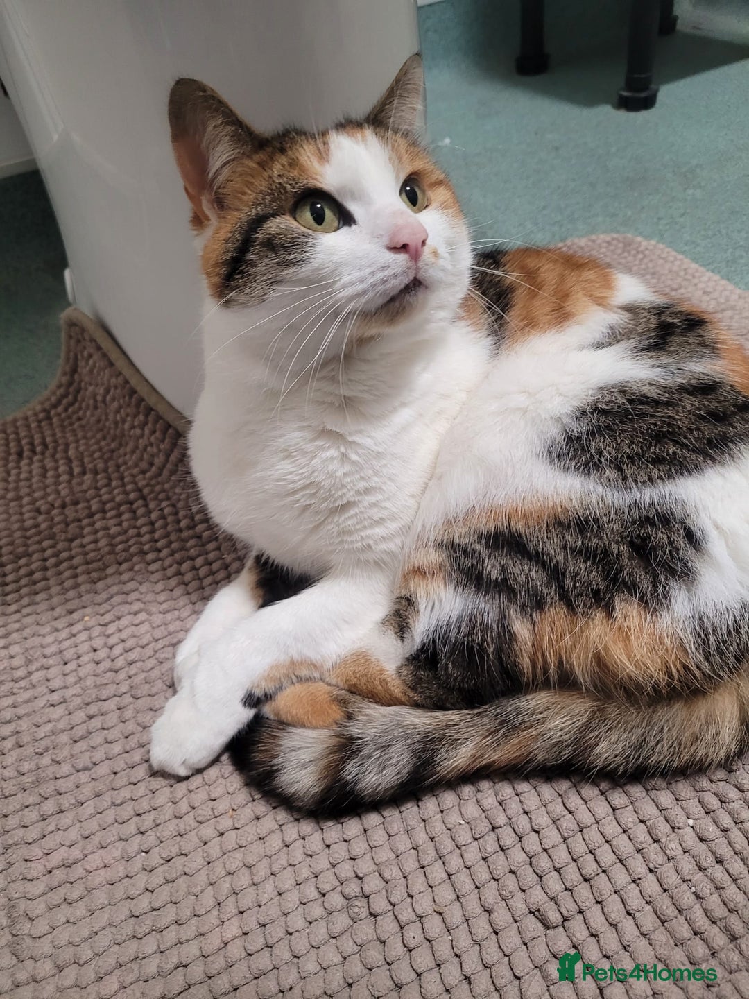 Mixed Breed cats for sale: Athena needs rehoming! FREE OF CHARGE! - Advert 2