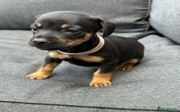 Mixed Breed dogs for sale: ONE LEFT REDUCED French wieners-Frenchie/dashhound - Image 24