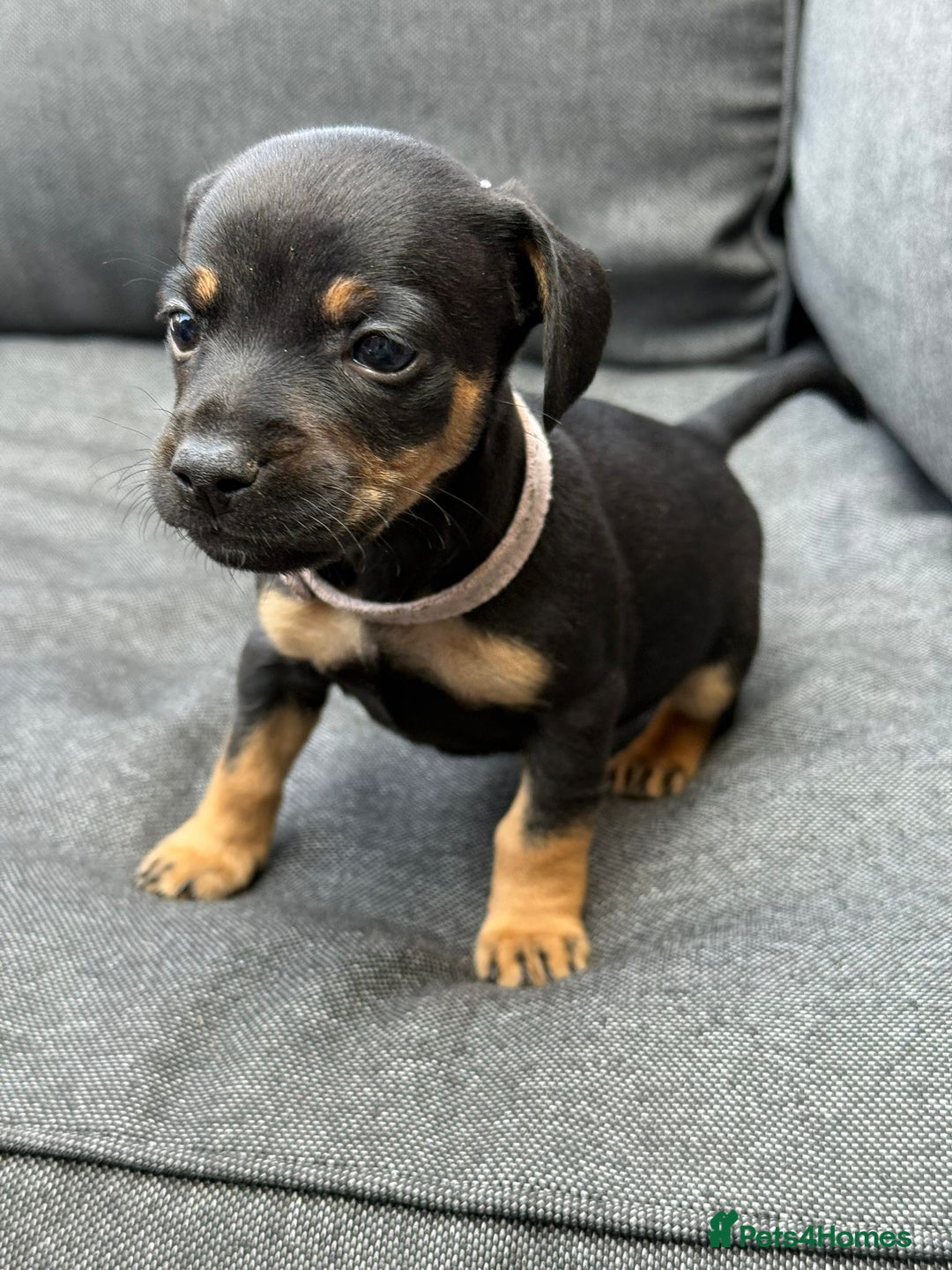 Mixed Breed dogs for sale: ONE LEFT REDUCED French wieners-Frenchie/dashhound - Image 24