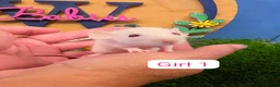 Rat rodents for sale: Baby Dwarf Rats 6 Weeks Old Boys Girls Available  - Advert 2