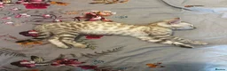 Bengal cats for sale: Stunning Bengal Kitten  - Advert 5