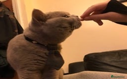 British Shorthair cats for stud: STUD ONLY in Huddersfield - Image 18