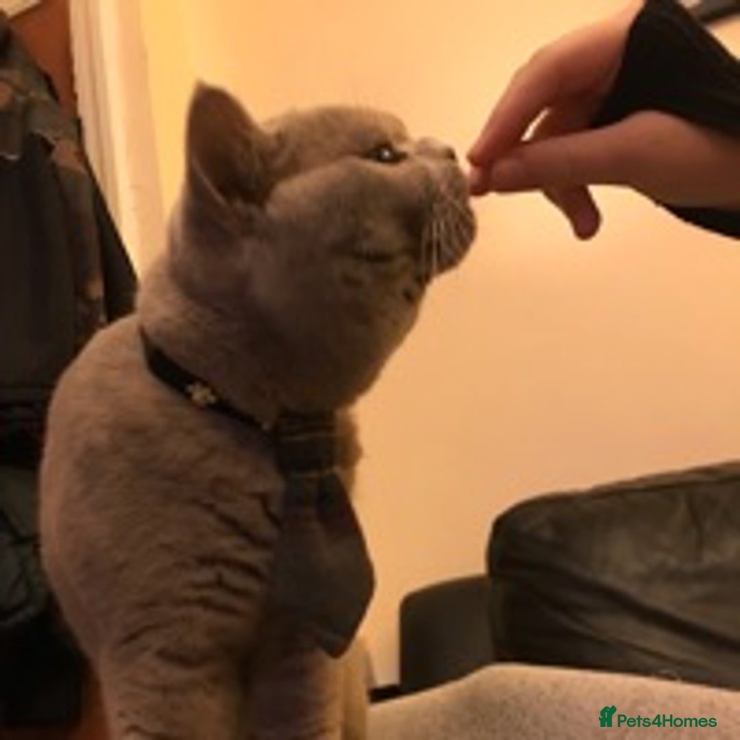 British Shorthair cats for stud: STUD ONLY in Huddersfield - Image 18
