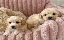 Poochon dogs for sale: F1 Poochon puppies  - Image 4