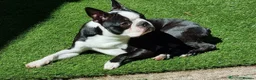 Boston Terrier dogs for sale: Boston Terrier puppies for sale KC Registered in Milton Keynes - Advert 15