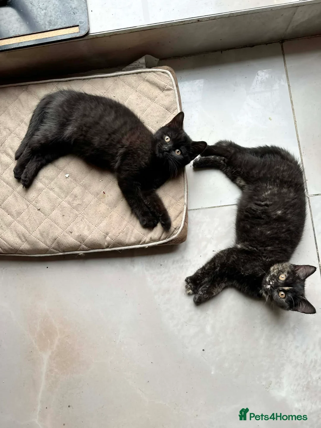 British Shorthair cats for sale: Gorgeous British Shorthair Kittens Ready Now! - Advert 14