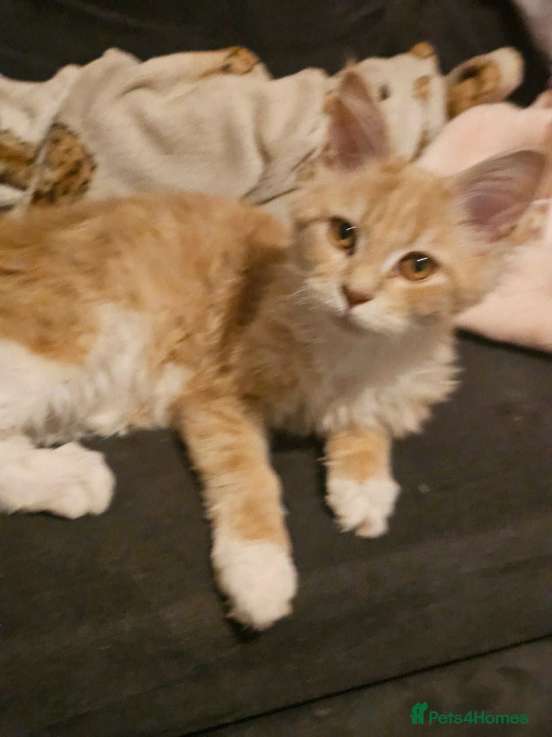 Maine Coon cats for sale: Raya female main coon  - Image 3