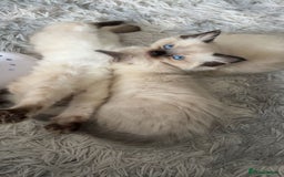 Ragdoll cats for sale: STUNNING FULLY HEALTH TESTED RAGDOLL KITTENS - Image 2