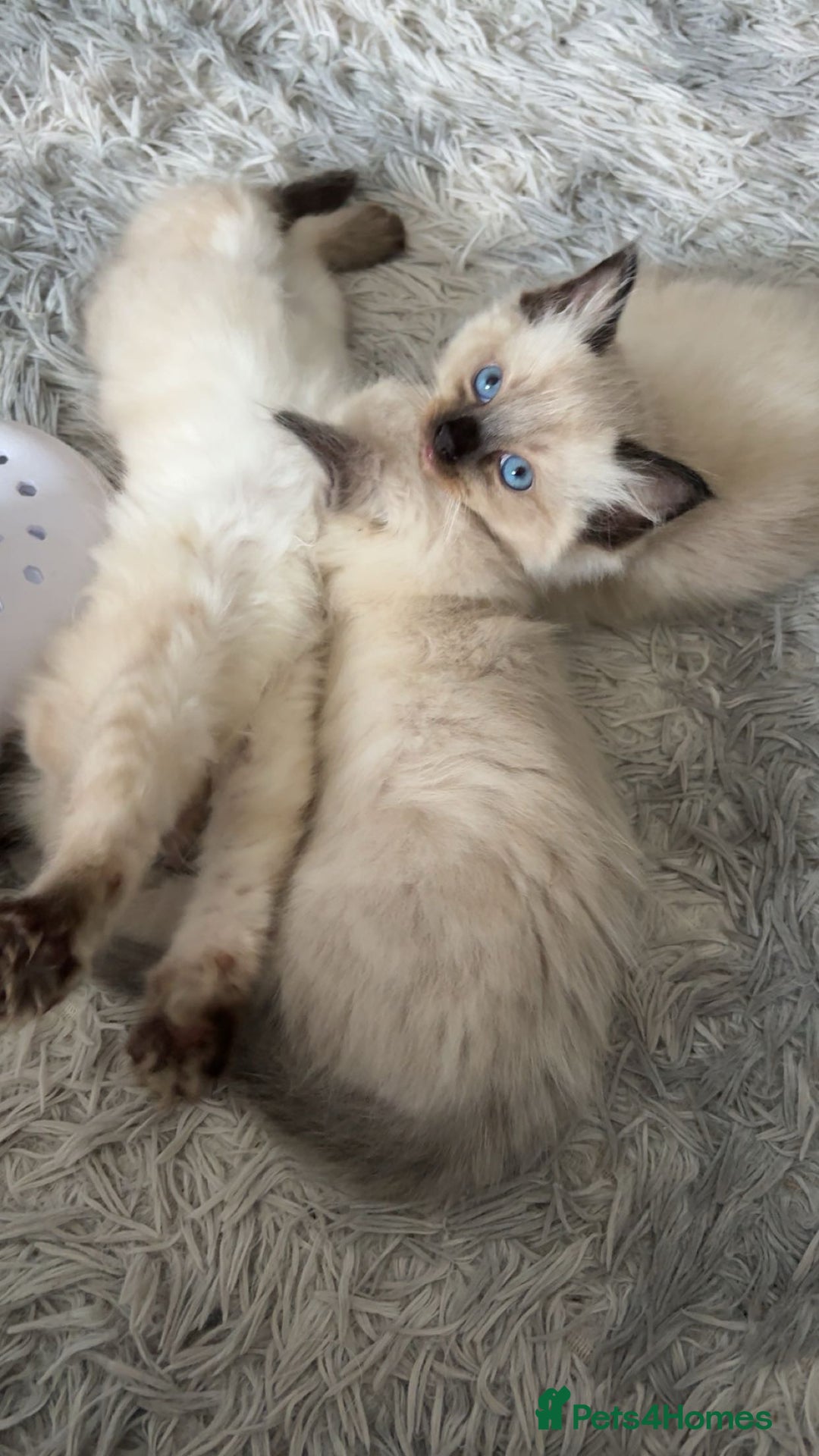 Ragdoll cats for sale: STUNNING FULLY HEALTH TESTED RAGDOLL KITTENS - Image 2