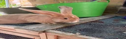 Continental Giant rabbits for sale: gorgeous continental giantxFrench lop READY TO GO - Advert 9