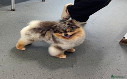 Pomsky dogs for stud: Black and Tan Merle blue eyes in Carlisle - Image 8
