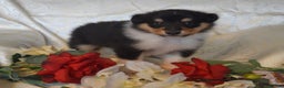Rough Collie dogs for sale: Rough Collie Puppies - Advert 3