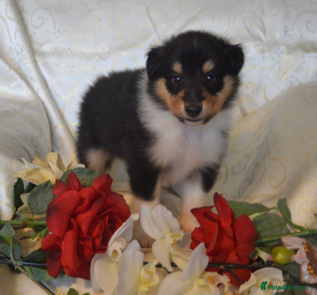 Rough Collie dogs for sale: Rough Collie Puppies - Advert 3