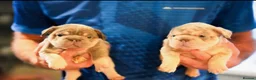 French Bulldog dogs for sale: Fluffy  **  French Bulldogs Puppy - Advert 33