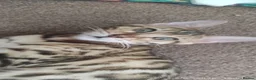 Bengal cats for sale: Stunning Bengal kittens for sale in Rugby - Advert 8
