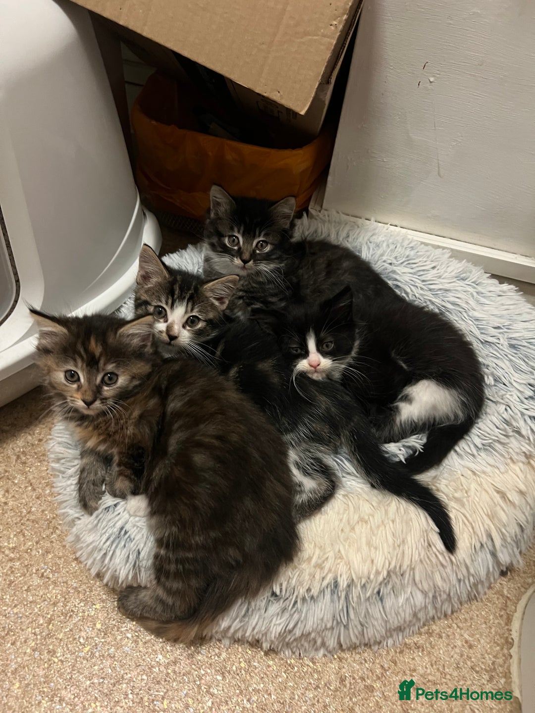 Mixed Breed cats for sale: Cheap Kittens for sale  (Ready to go asap) - Advert 7