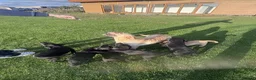 Labrador Retriever dogs for sale: Joyful Labrador Puppies Ready to Steal Your Heart - Advert 3