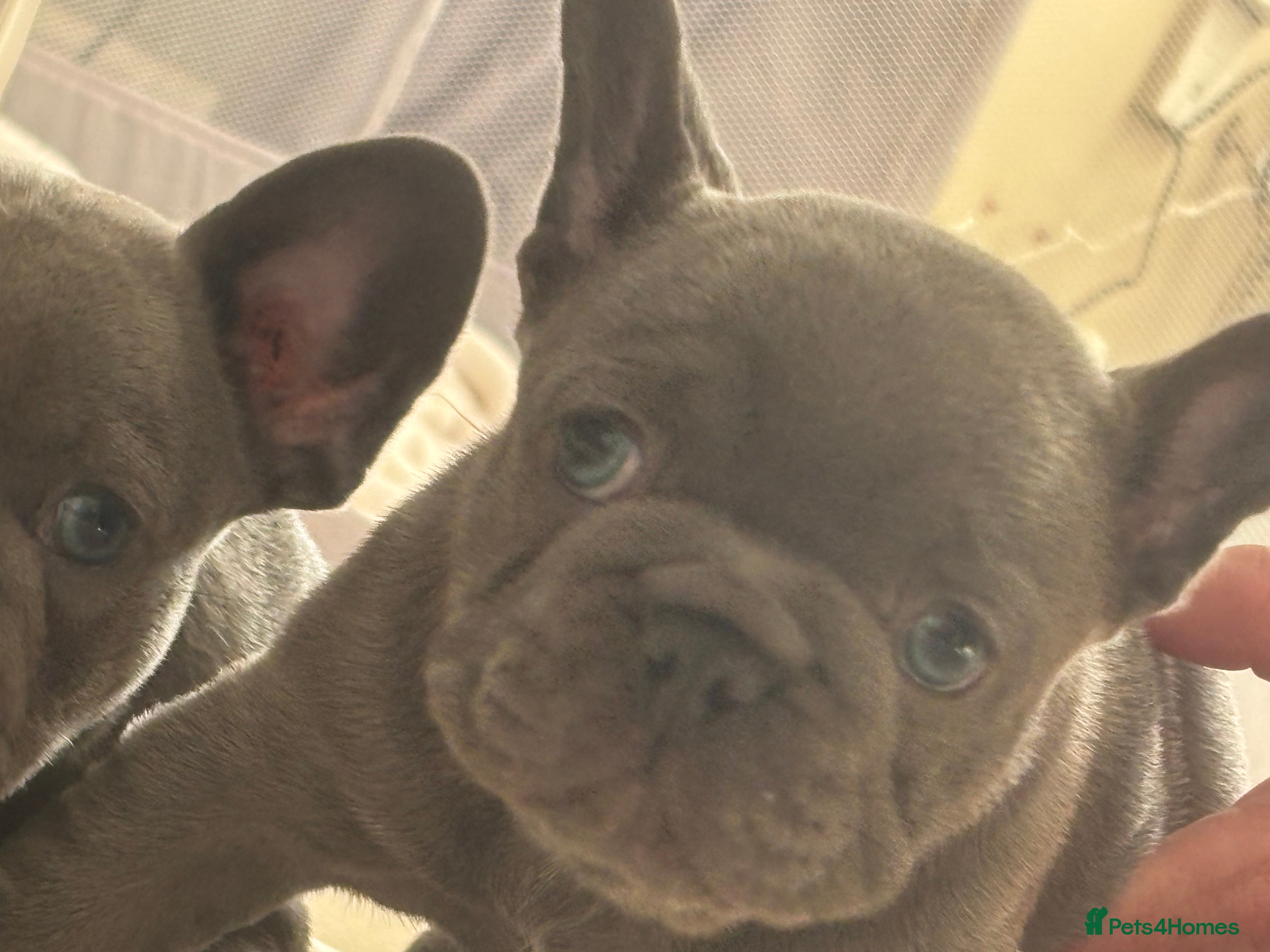 French Bulldog dogs Prince and princess  - Advert 15