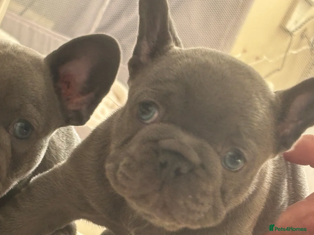 French Bulldog dogs for sale: Prince and princess  - Advert 2