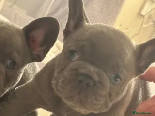 French Bulldog dogs Prince and princess - Advert 7
