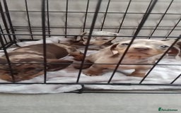 Miniature Dachshund dogs for sale: KC, PRA, STUNNING LITTER MIN,DASH😍 - Image 18