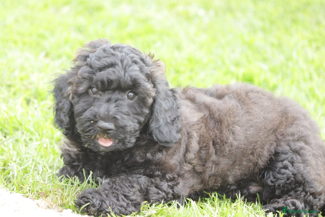 Poochon dogs for sale: F1 Poochon puppy for sale - Image 30