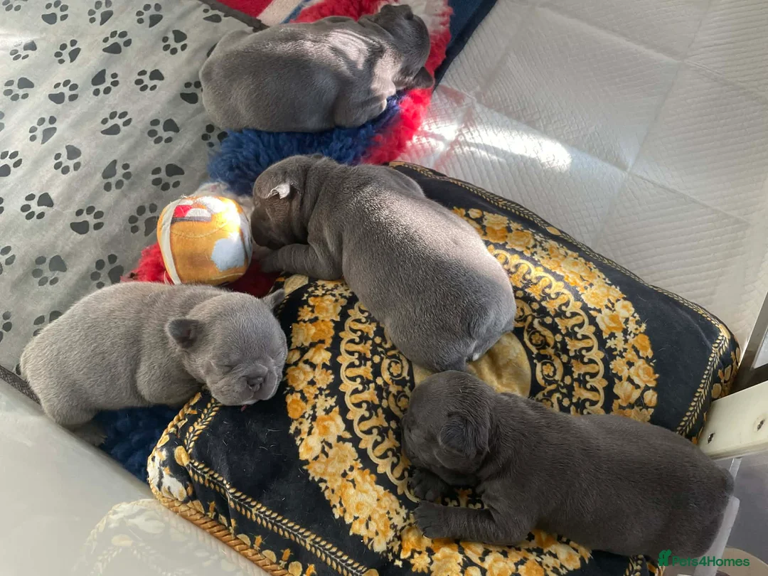 French Bulldog dogs for sale: French bulldog - Advert 5