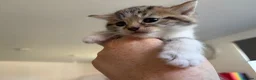 Bengal cats for sale: Beautiful Bengal mixed kittens. Ready to leave Aug - Advert 16