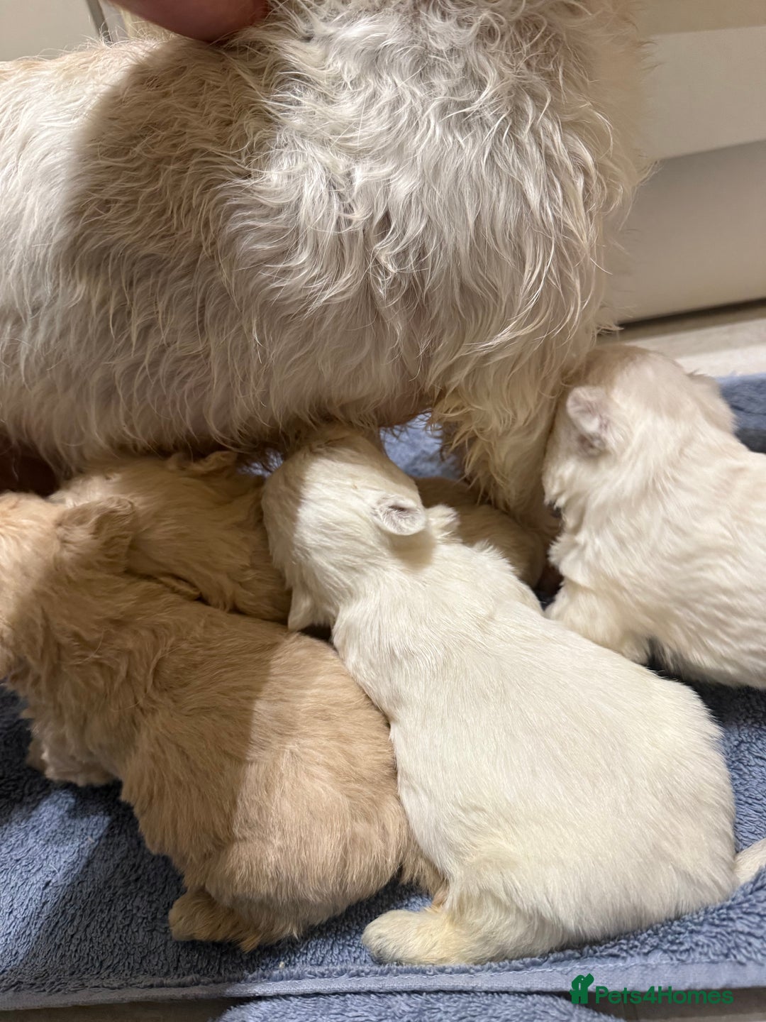 Mixed Breed dogs for sale: DNA Health tested Westie-poos  - Advert 3