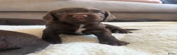 Sprocker dogs for sale: 8 beautiful chocolate and white cocker spaniels  - Advert 9